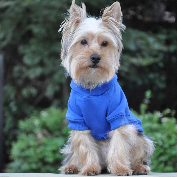 dog clothing sale
