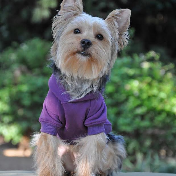 dog owner matching clothes