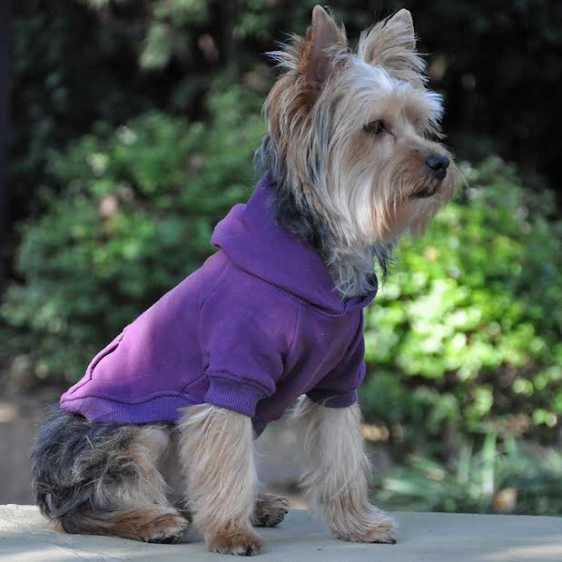 dog owner matching clothes