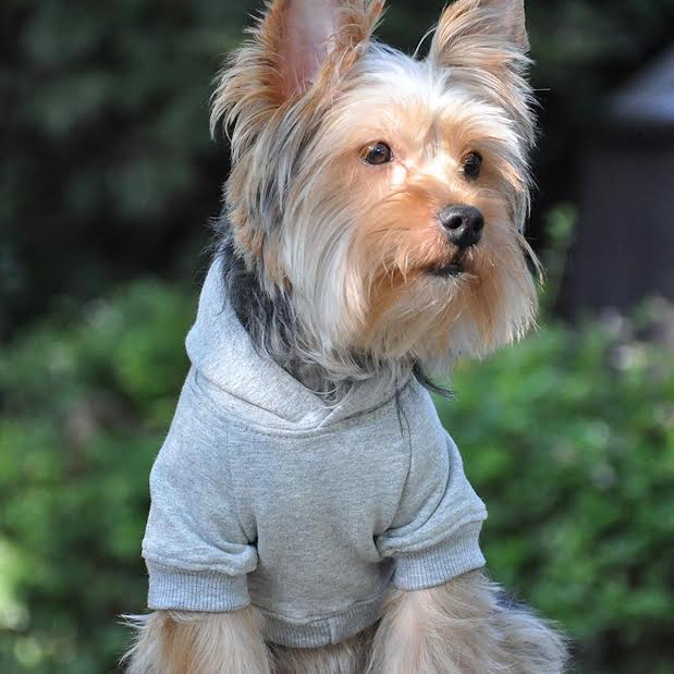 pet clothes for dogs