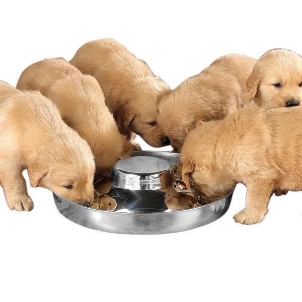 
  
  ProSelect Puppy Dishes
  
