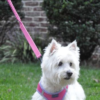 Soft Pull Traffic Dog Leash - Candy Pink