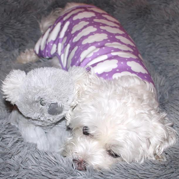 xs dog clothe