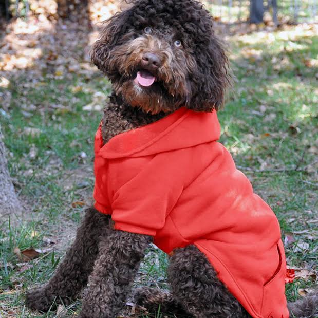 dog clothe matching human