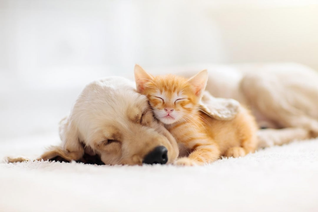 It’s a pet’s life!
