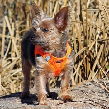 American River Solid Ultra Choke Free Dog Harness - Hunter Orange